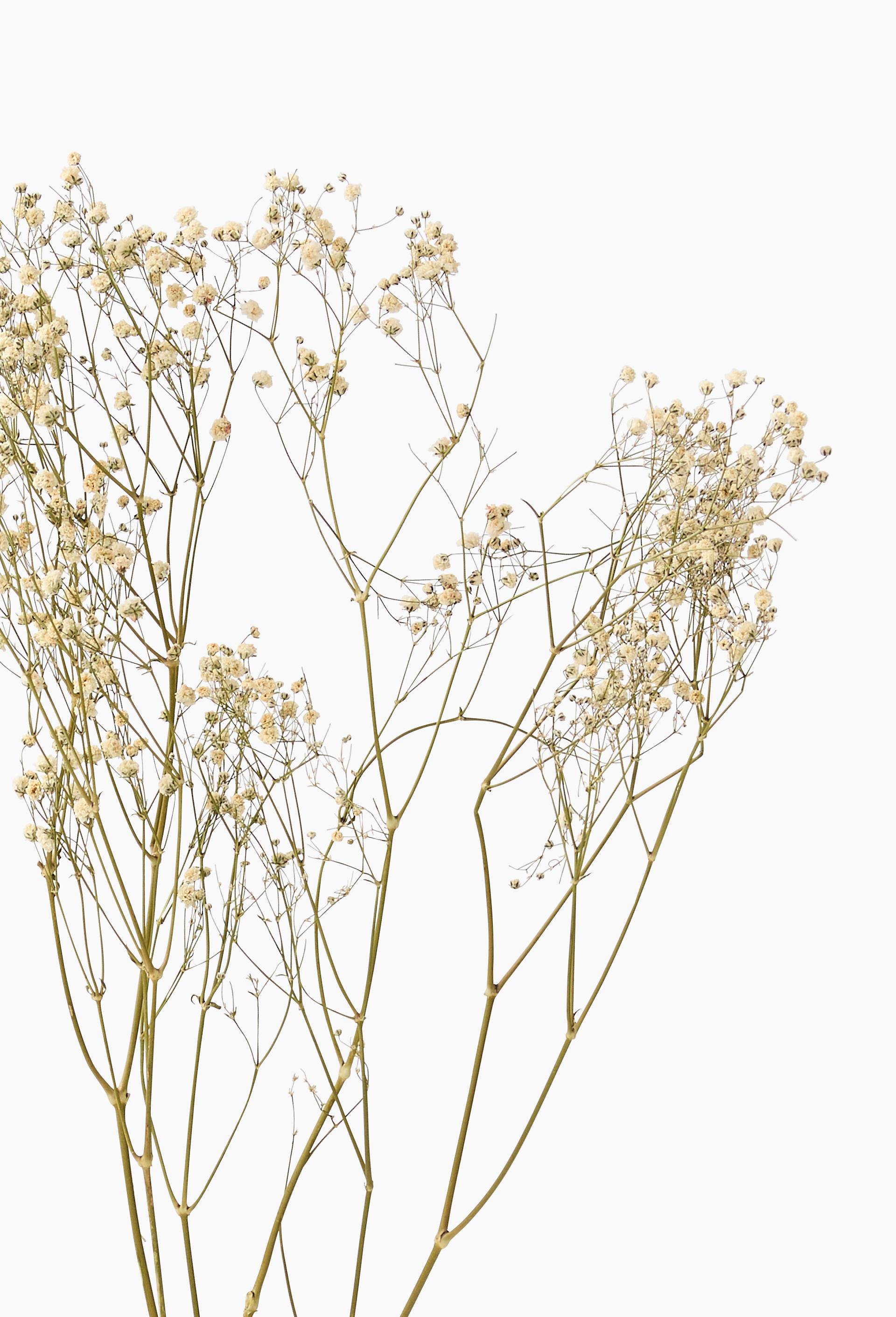 Gypsophile, Blanc, large image number 1
