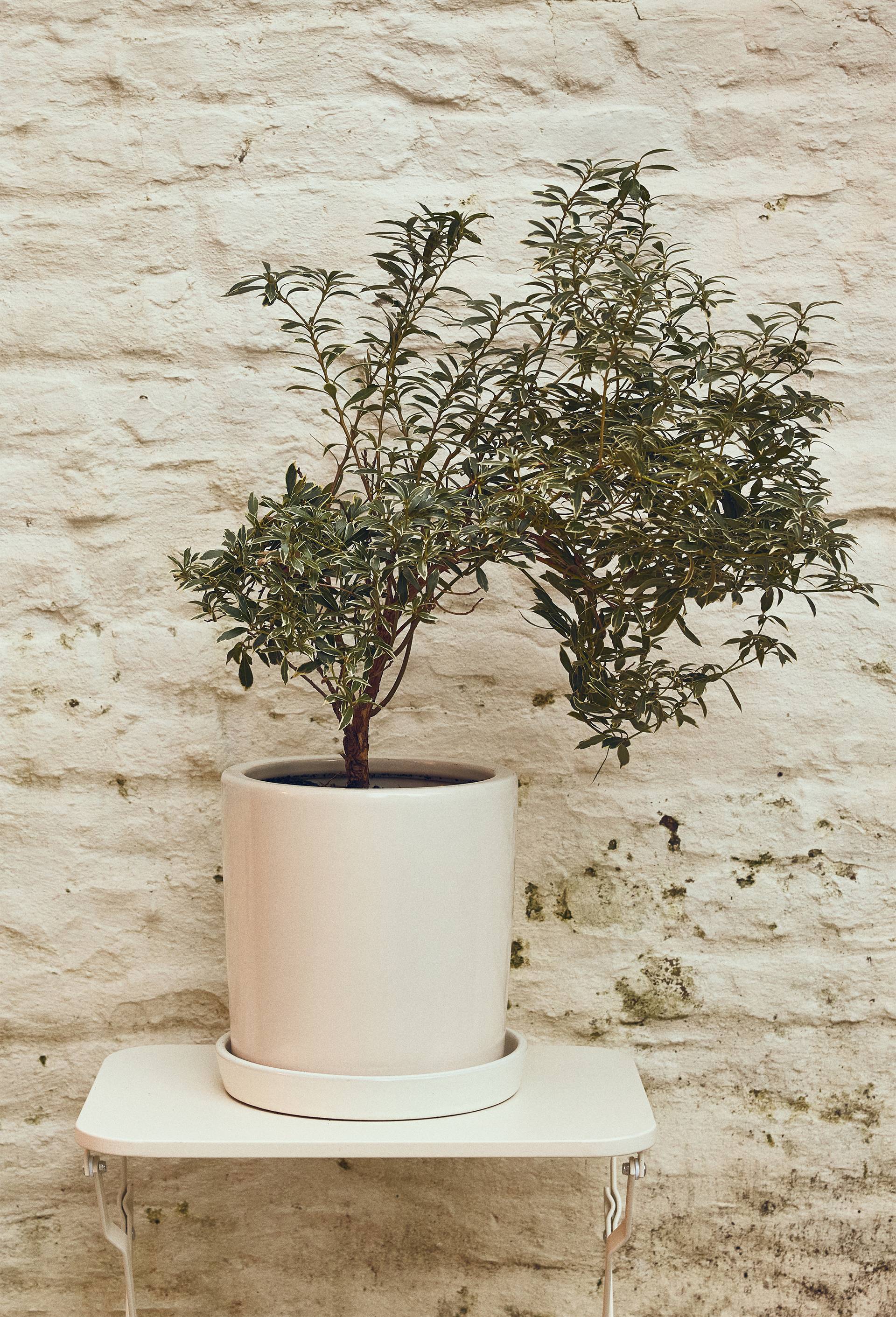Cache-pot et soucoupe, 17x18cm, en c&eacute;ramique, Ecru, large image number 0.0