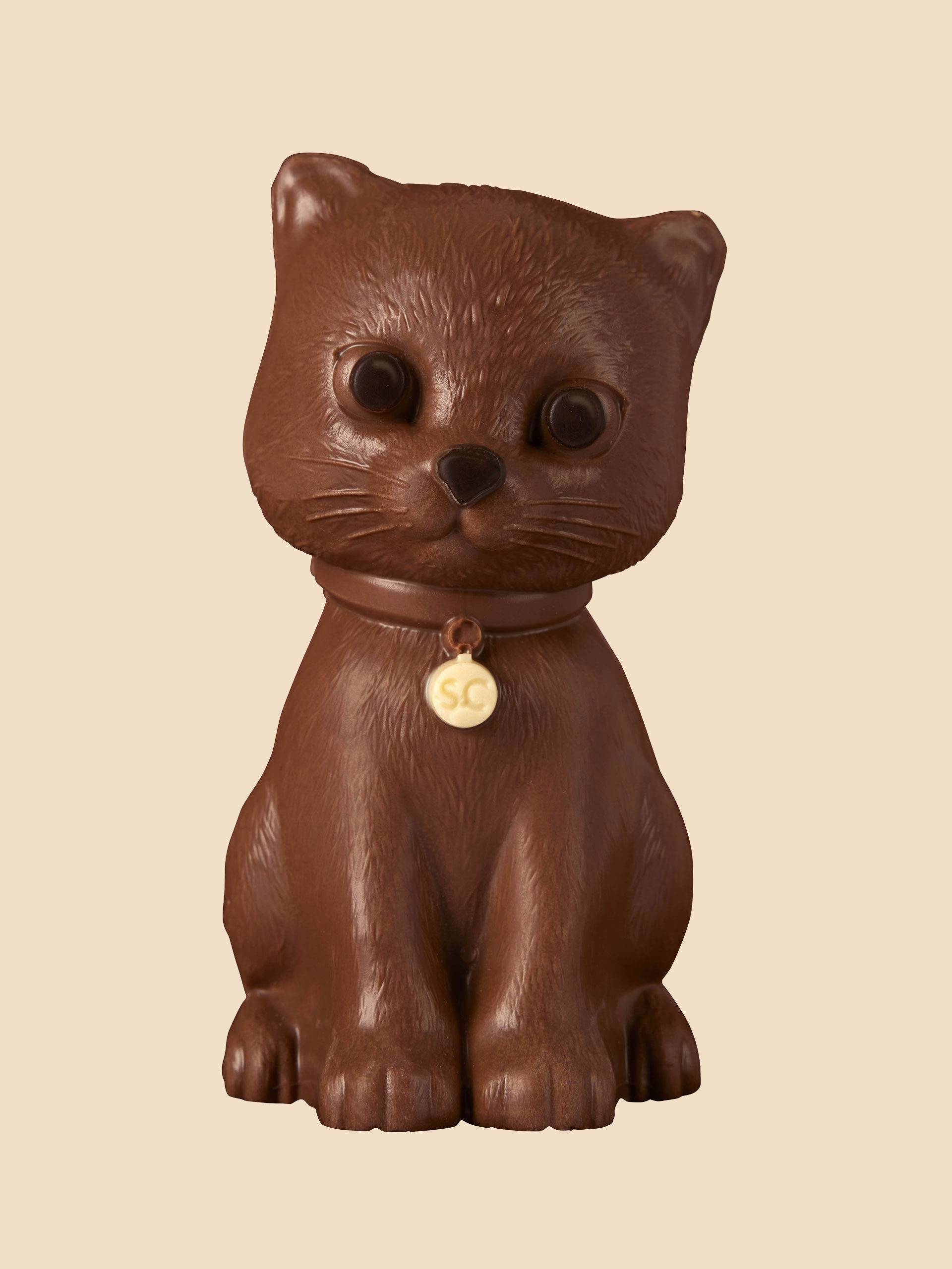 Chat chocolat au lait